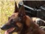 Los perros de combate cumplen cometidos prioritarios para la Seguridad Nacional