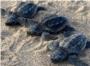 Naixen sis primeres tortugues bobes (Caretta caretta) del niu de Cullera