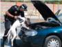 Nolan, el primer perro polica de la Ribera, se jubila