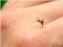 PP y Ciudadanos demandan acciones eficaces contra el mosquito tigre y la mosca negra