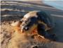 Troben una 'tortuga boba' morta en la platja de Cullera
