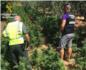 Un detenido con 750 plantas de marihuana en la localidad de Carlet