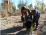Un grup de voluntaris neteja i planta 300 arbres al riu Magre al seu pas per Carlet