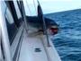 Un tiburn de tres metros salta y se queda atascado en la cubierta de un barco de recreo