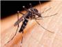 Una campanya comarcal de control de mosquits tigre i mosca negra pot costar 0'5 €/habitant